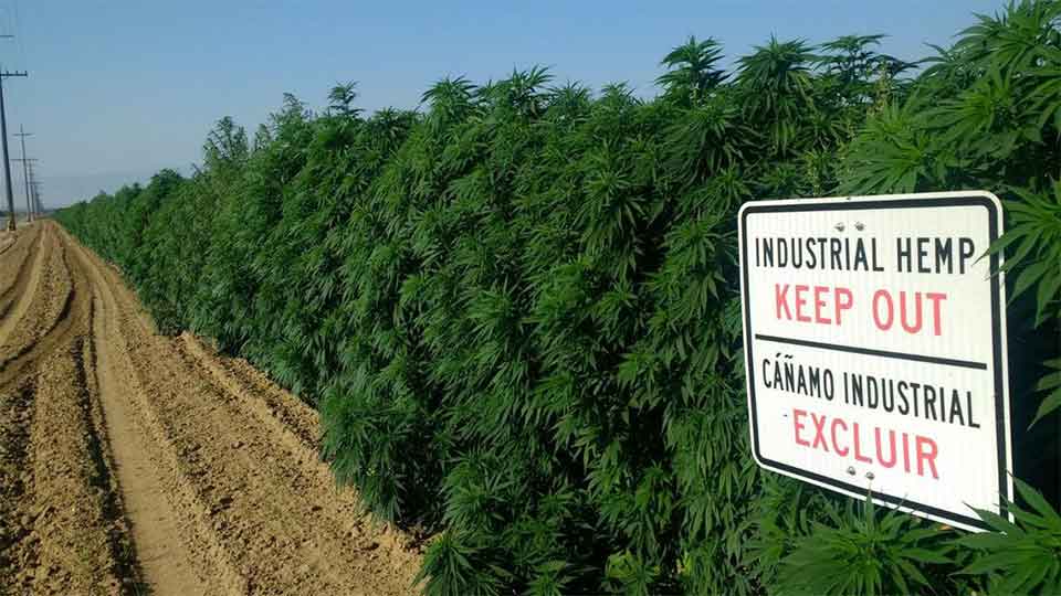 Horrible smell of hemp threatens Ventura County air