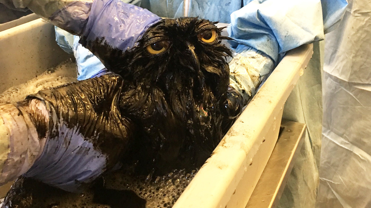 Owl saturated with oil in Ventura County